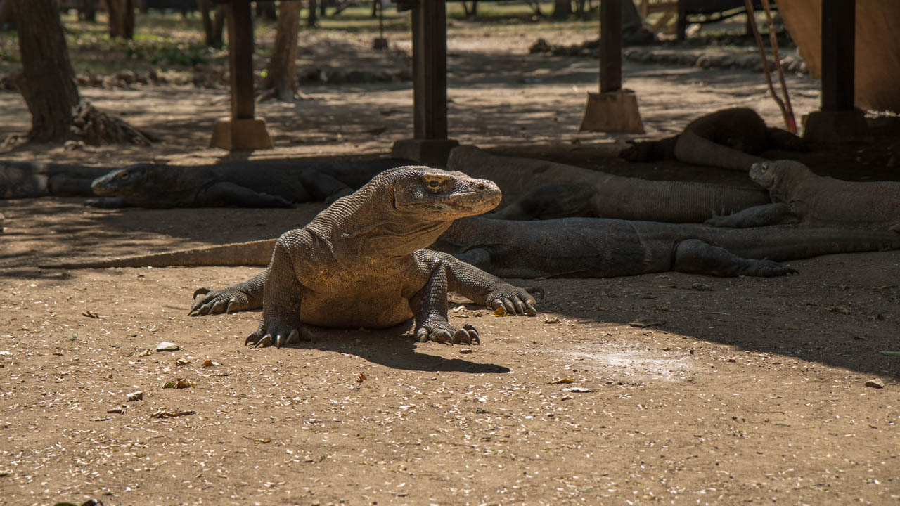 Komodo dragon