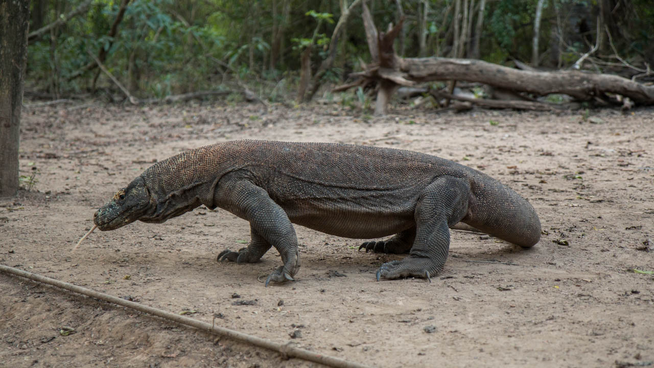 Komodo dragon