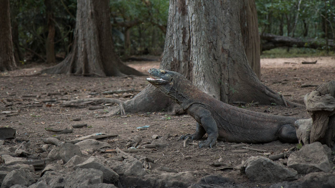 Komodo dragon