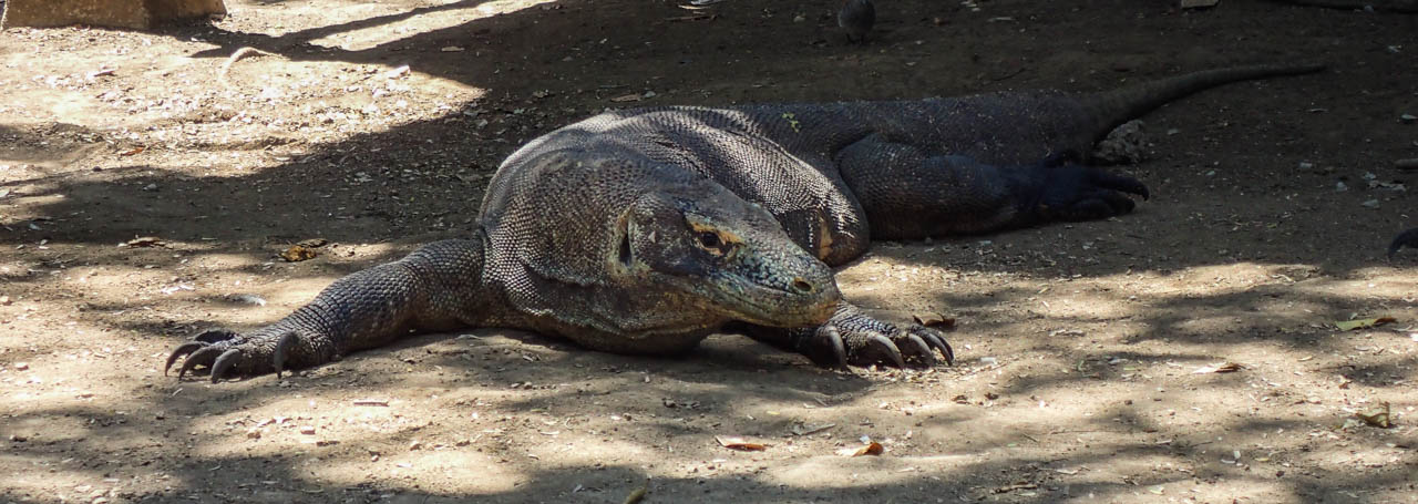 A komodo sea adventure: from Flores to Lombok