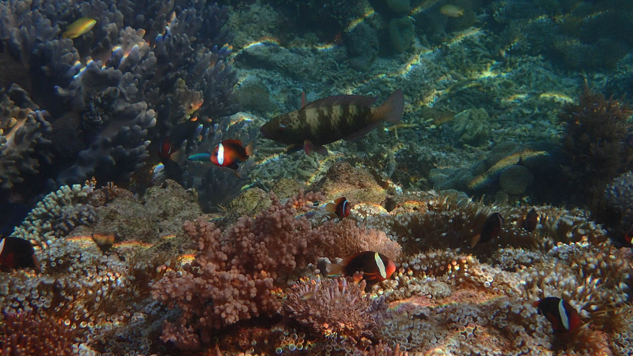Fishes at Pink beach