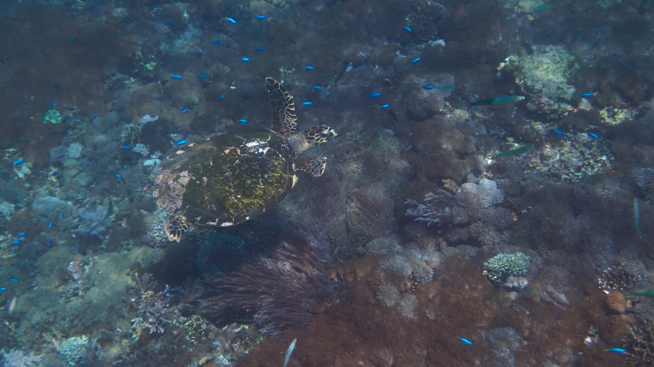 Manta Point