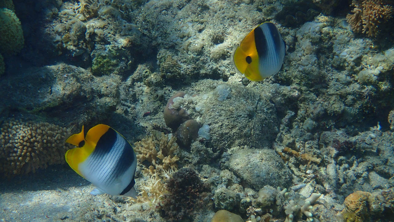 Satonda island