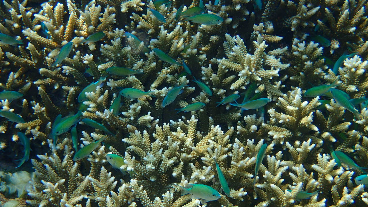 Satonda island
