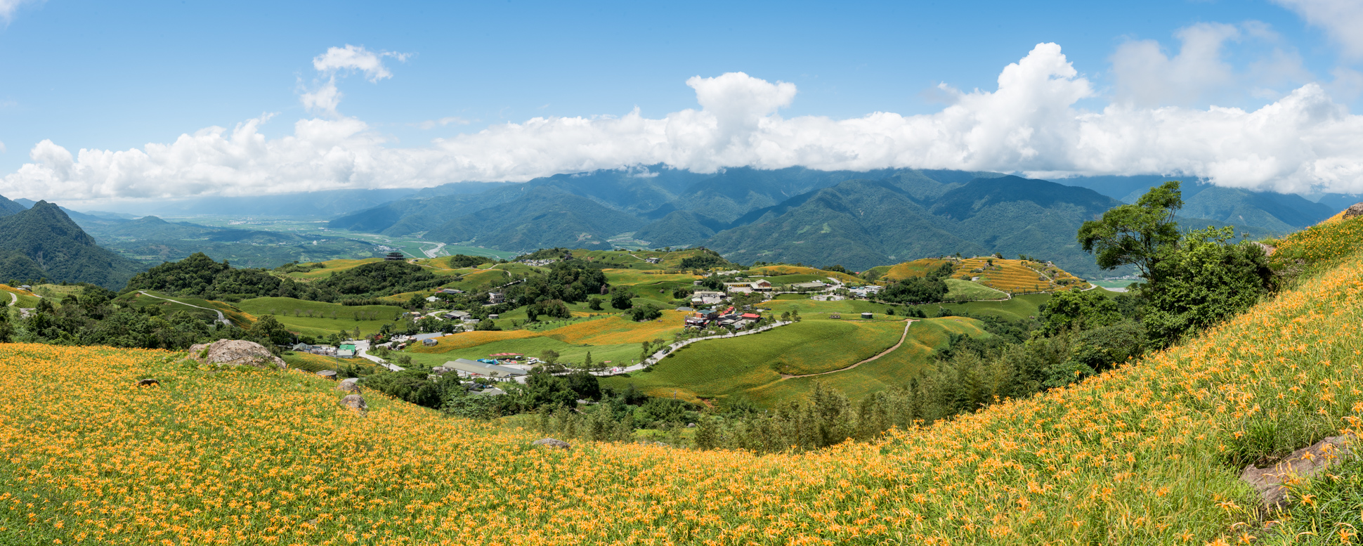 Lilies of Sixty Stone Mountain 六十石山
